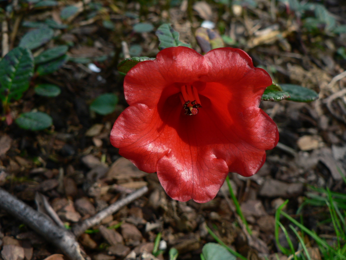 R. forrestii ssp forrestii Repens Group